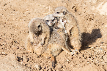 Image showing Group hug Meerkat