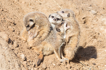 Image showing Group hug Meerkat