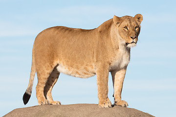 Image showing Lioness watching from a rock