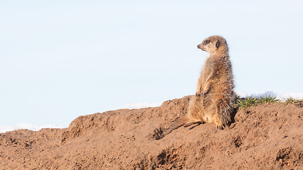 Image showing Meerkat on guard duty