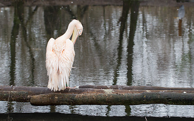 Image showing Pelican sitting at the waterfront