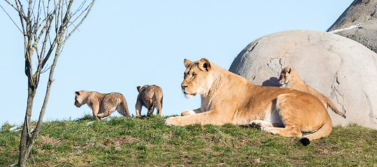 Image showing Lioness and cubs, exploring their surroundings