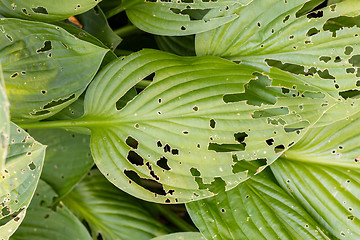 Image showing Green leaf with a lot of holes in it