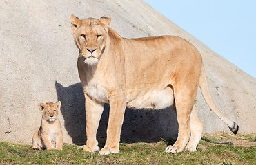 Image showing Lioness and cubs, exploring their surroundings