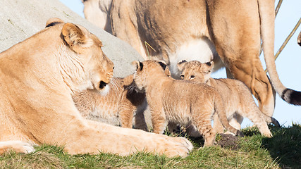 Image showing Lioness and cubs, exploring their surroundings