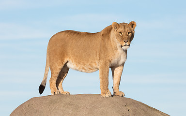 Image showing Lioness watching from a rock