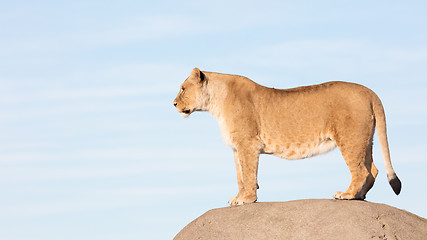 Image showing Lioness watching from a rock