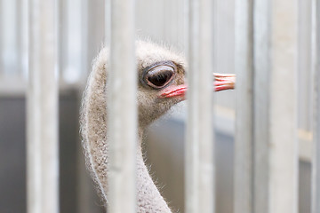 Image showing Close-up of head of ostrich