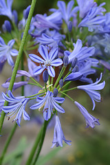 Image showing African lily Charlotte