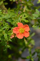 Image showing Shrubby Cinquefoil Danny Boy