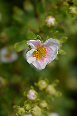 Image showing Shrubby Cinquefoil Danny Boy