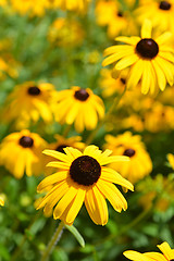 Image showing Gloriosa daisy Indian Summer