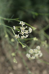 Image showing Mountain cicely