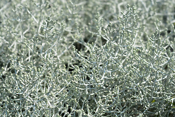 Image showing silver cushion bush