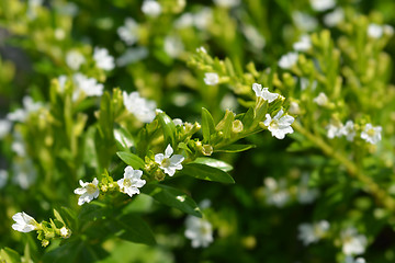 Image showing White false heather