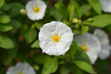 Image showing White potato bush White Charles