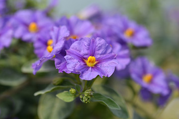 Image showing Blue potato bush Blue Fountain