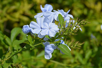 Image showing Blue plumbago