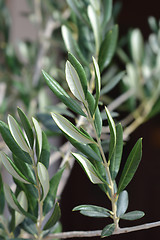 Image showing Common olive