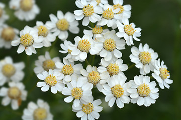 Image showing Syrian rue