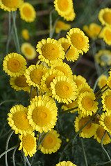 Image showing Yellow chamomile Sancti-Johannis