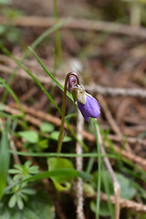 Image showing English violet