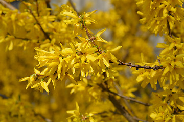 Image showing Weeping forsythia