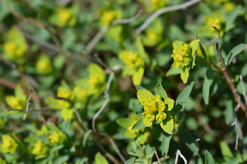 Image showing Spiny spurge