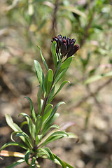 Image showing Wallflower buds