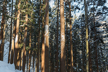 Image showing winter forest in japan