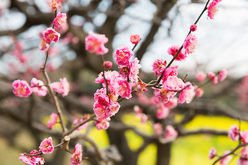 Image showing close up of beautiful sakura tree blossoms at park