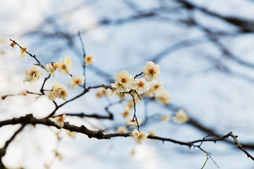 Image showing close up of beautiful sakura tree blossoms