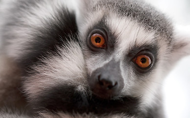 Image showing Close up portrait of ring-tailed lemur