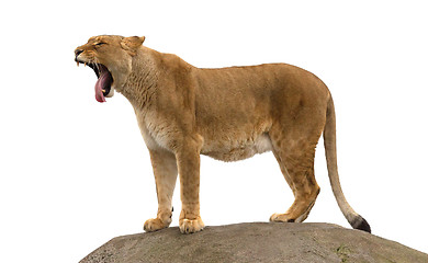 Image showing Lioness standing on a rock