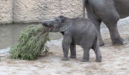 Image showing Baby bull elephant with christmas tree