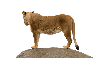 Image showing Lioness standing on a rock