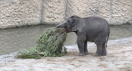 Image showing Baby bull elephant with christmas tree