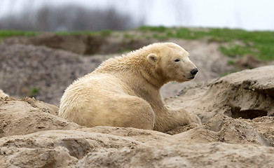 Image showing Waking polar bear on the sand