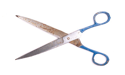 Image showing Large kitchen scissors