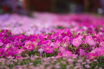 Image showing Dubai miracle garden