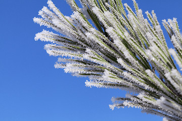 Image showing Pine-tree branch covered with frost