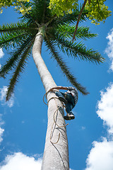 Image showing Adult male climbs coconut tree to get coco nuts