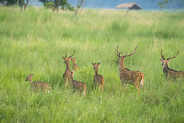 Image showing Sika or spotted deers herd in the elephant grass