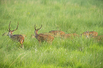 Image showing Sika or spotted deers herd in the elephant grass