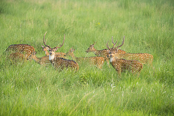 Image showing Sika or spotted deers herd in the elephant grass