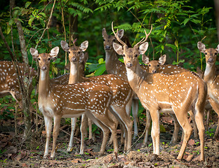 Image showing Sika or spotted deers herd in the jungle