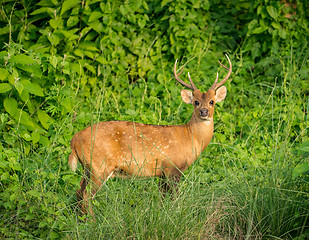 Image showing spotted or sika deer in the jungle