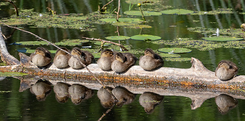 Image showing Group of juvenile Mallard (Anas platyrhynchos) resting in sun