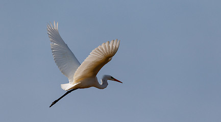 Image showing Great Egret(Ardea alba) in flight