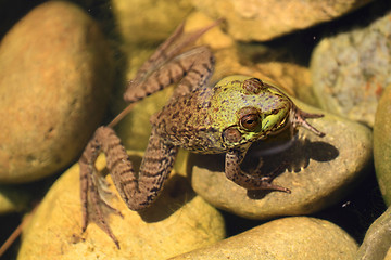 Image showing American Bullfrog partly in the water 